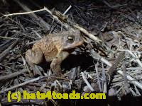/home//u458753944/public_html/sourcegallery//Roxborough Toad Detour/2013-2019/2016/2016-03-31/P3310520.JPG